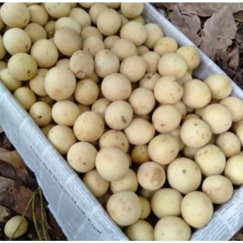 Duku Palembang manis Fresh 1kg