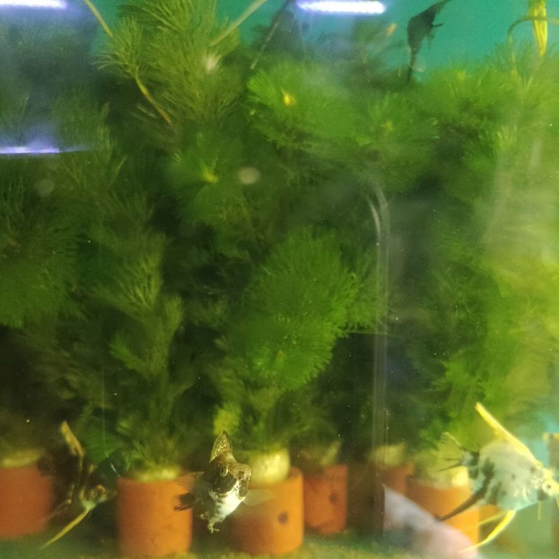 hiasan tanaman hidup kabomba  untuk aquarium
