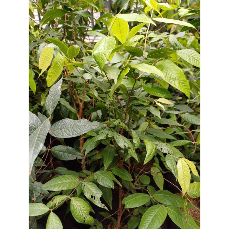 

Bibit Tanaman Buah Anggur Pohon Putih Jaboticaba