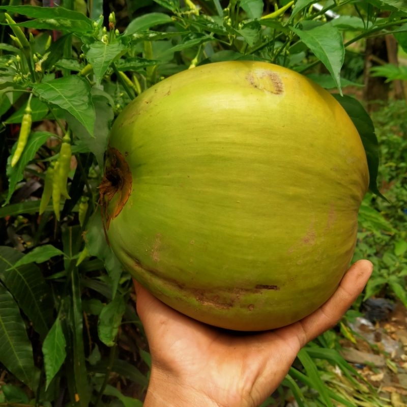 

Kelapa muda madiun segar dan fresh per biji