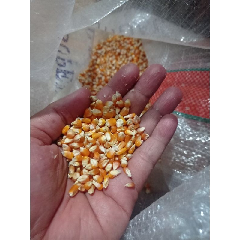 JAGUNG ORANGE SUPER PAKAN MERPATI JAGUNG KERING 1kg