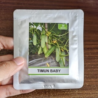 Benih Timun Baby Mentimun
