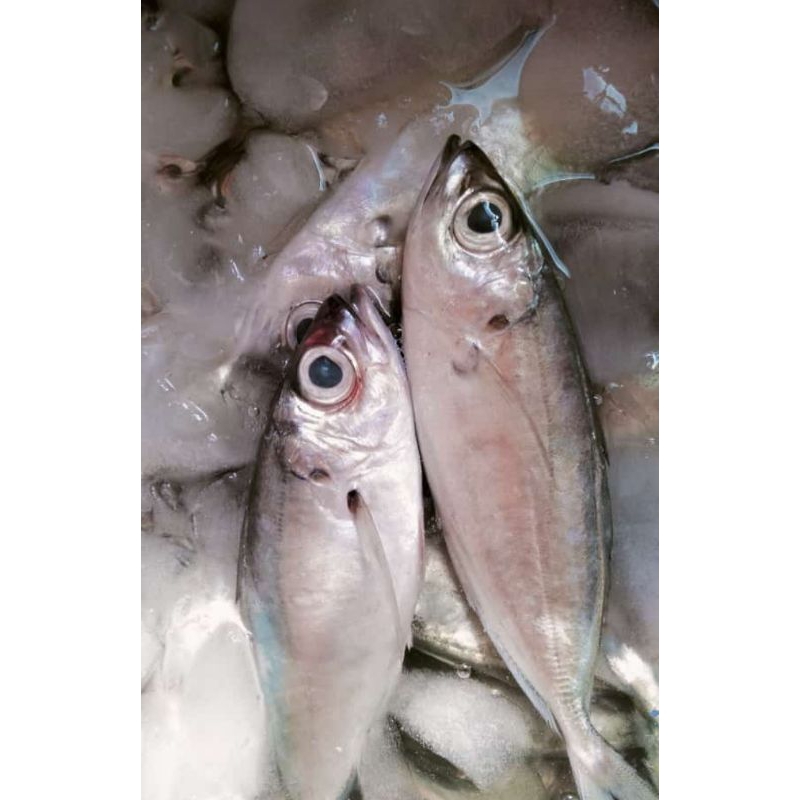 

ikan gembung