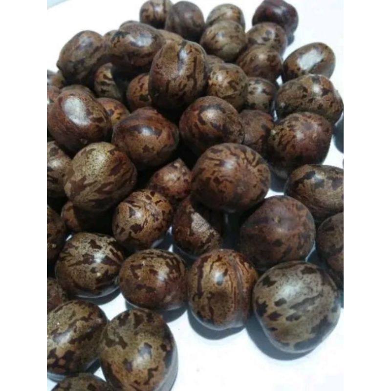 biji karet unggul berkualitas mengkilap kiloan