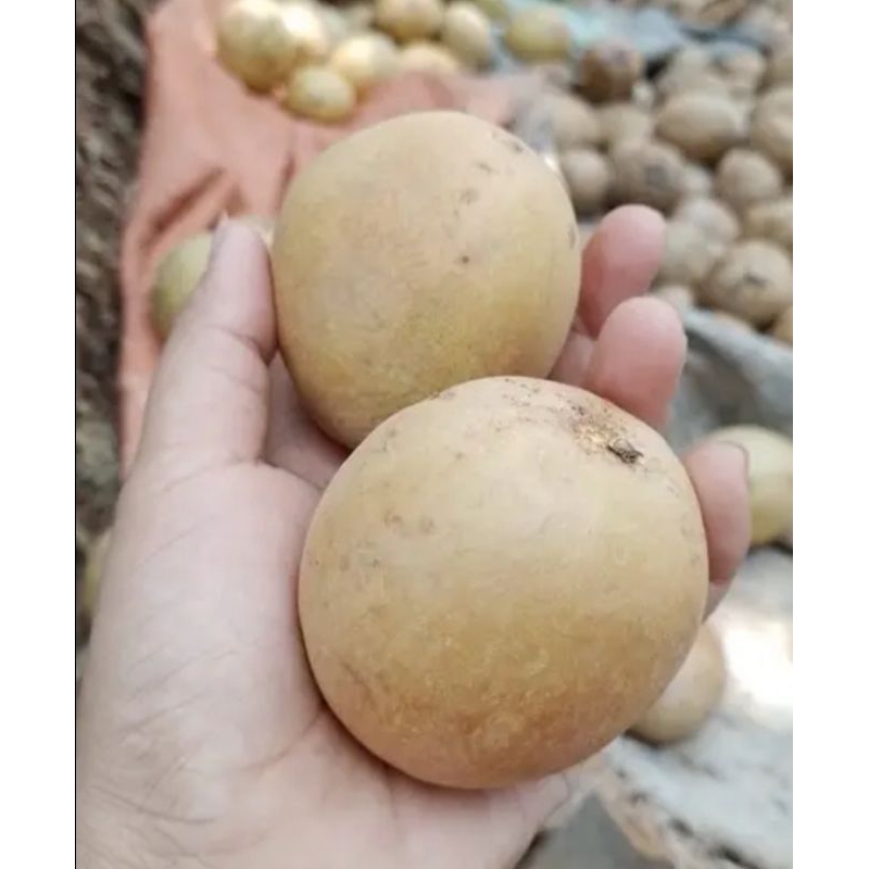 

sawo madu mengkel tua siap matang 1kg