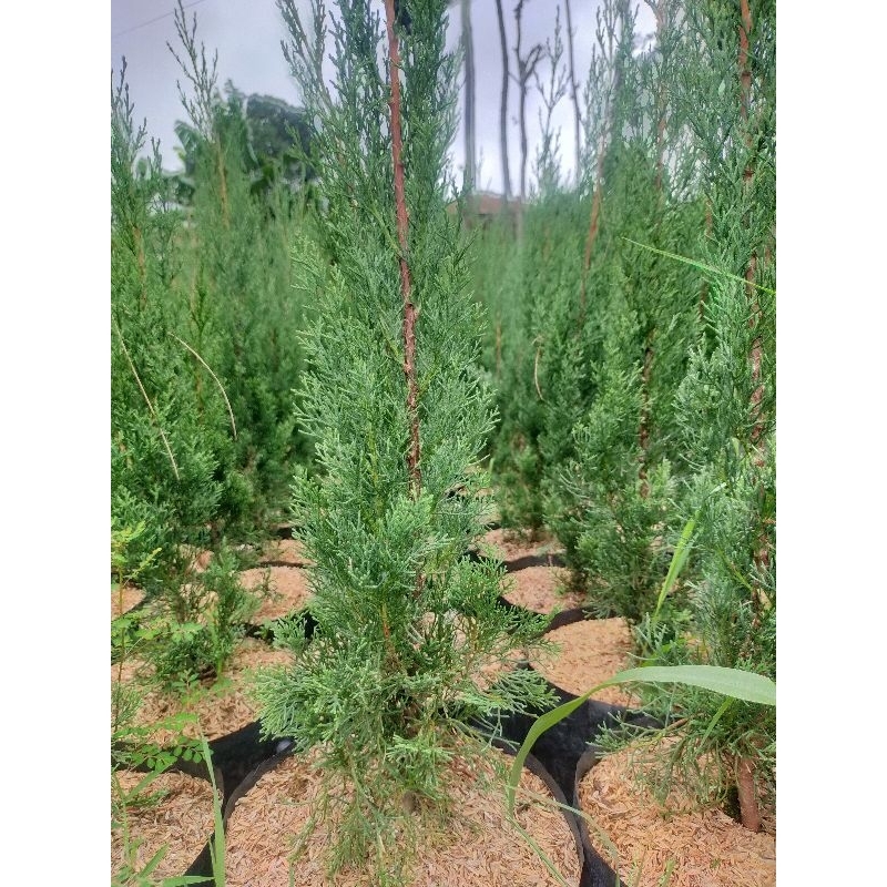 tanaman hias Cemara lilin tinggi 50 cm