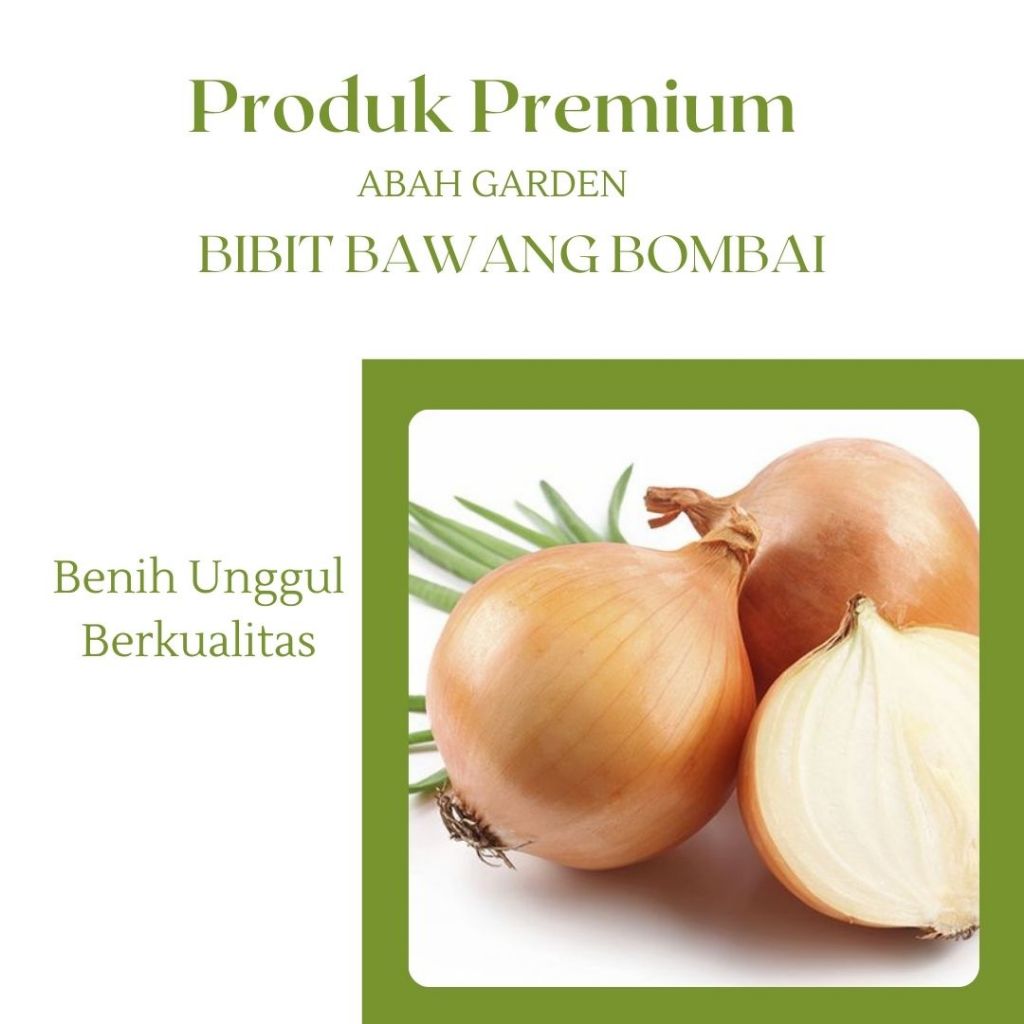 Benih Bawang Bombay Bibit Benih Bawang Bombay Benih Unggul