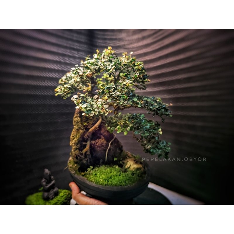 Bonsai Ulmus Variegata Super Micro Karakter Semi Cascade ON THE ROCK REALPICT KOLEKSI SIAP PAJANG