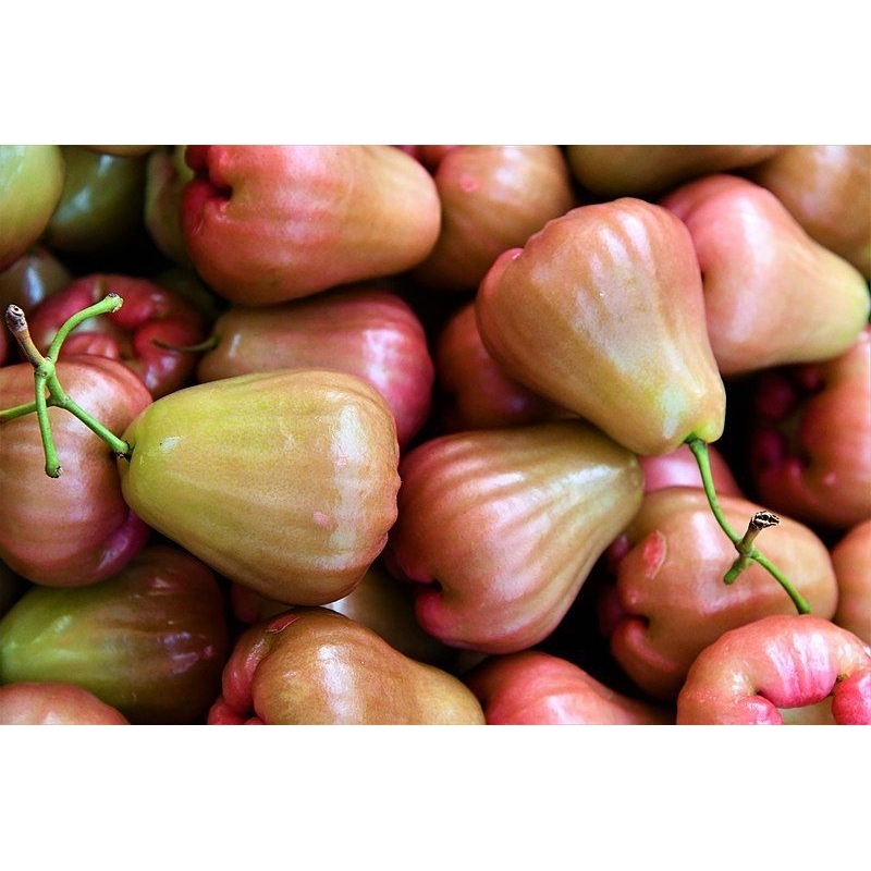 

Jambu Air Citra / Cincalo berat 500 gram khusus pengiriman gojek / grab