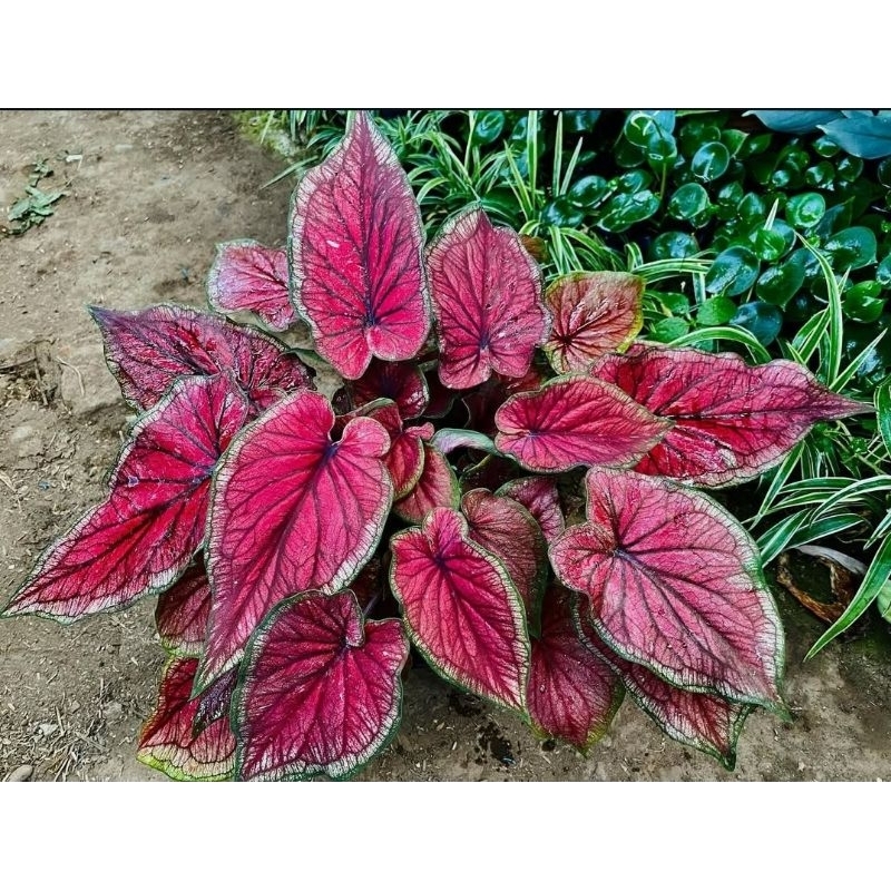 Tanaman Hias Caladium Red Jaguar - keladi red jaguar merah cantik