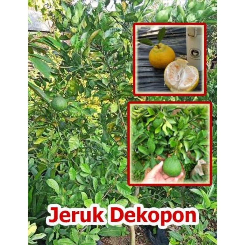 

jeruk Delopon indukan berbuah