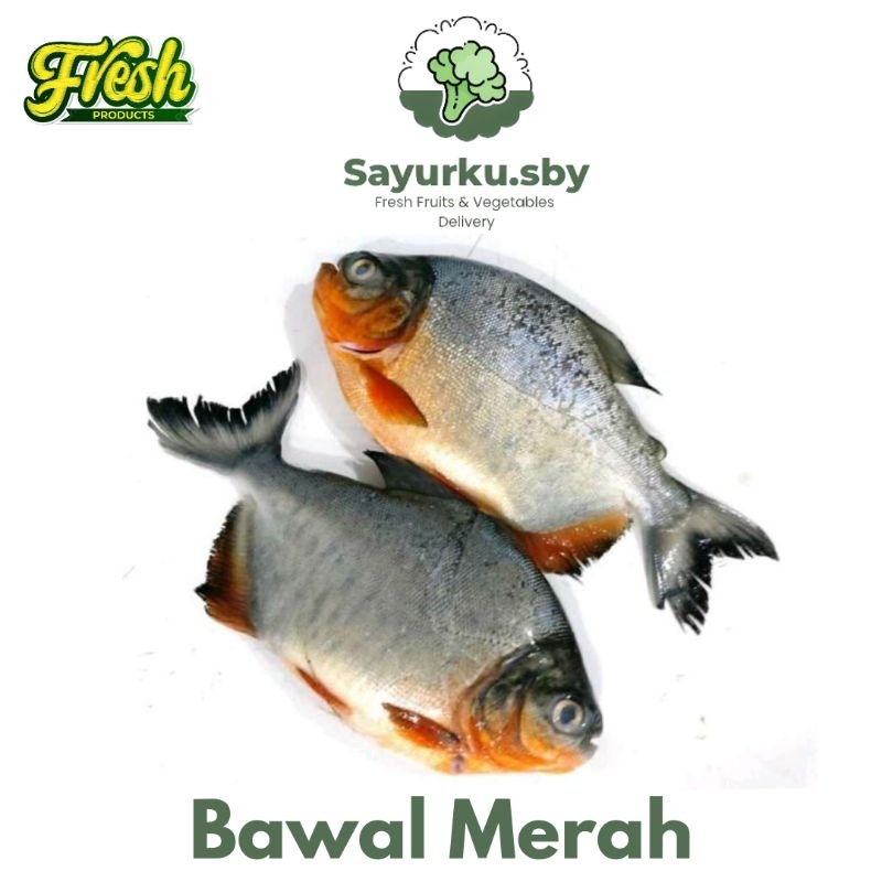 

Sayurku.sby ( bisa kirim instan) Bawal Merah FRESH 1 KG