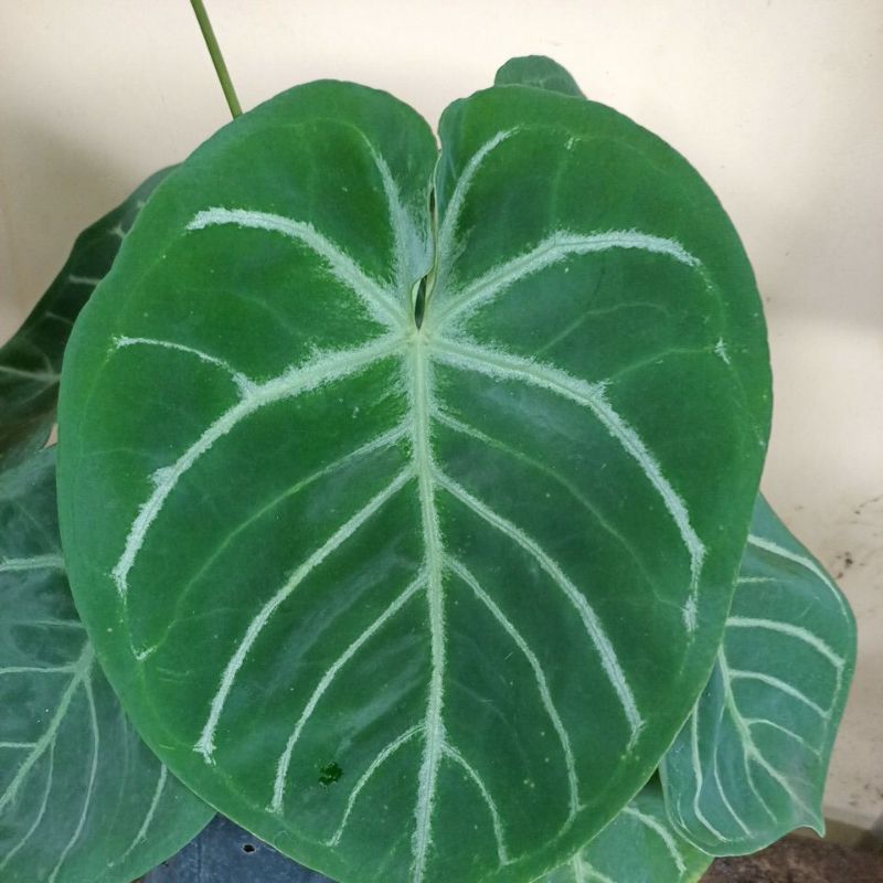 anturium kuping gajah