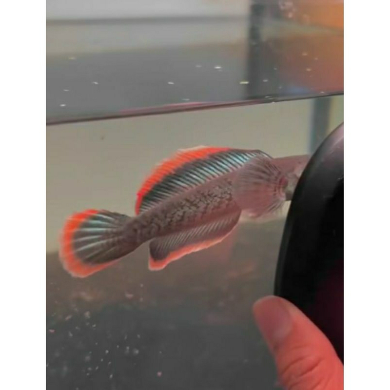 limbata gondrong cb RIM tebal