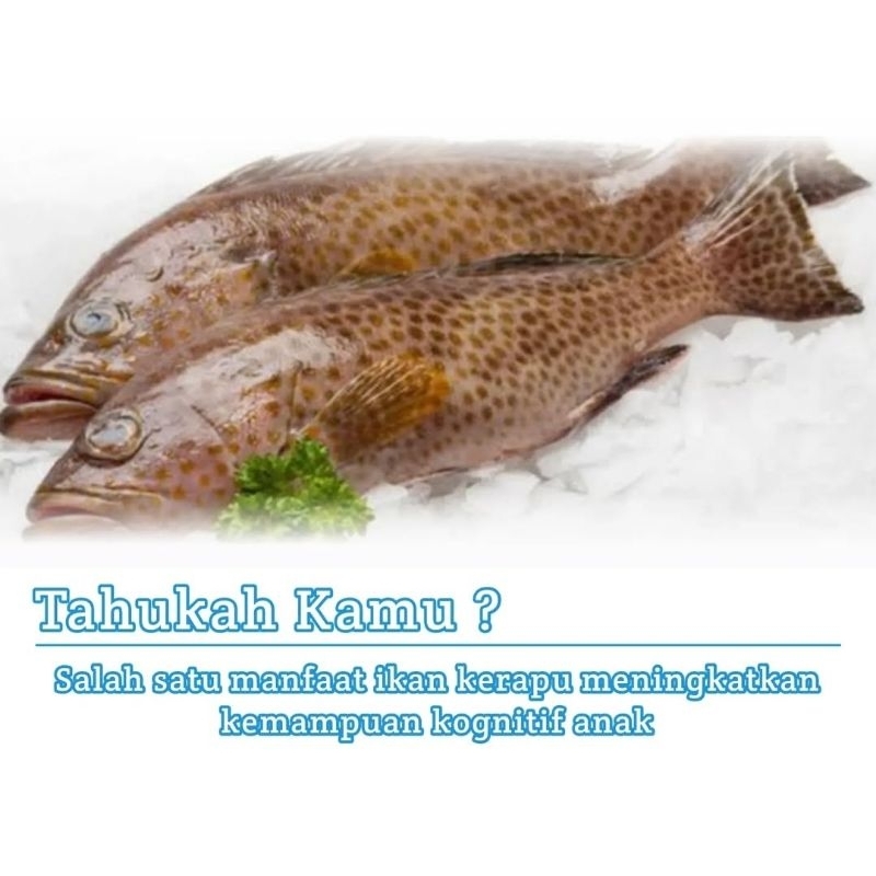 

IKAN KERAPU JUMBO Fresh Frozen Per Ekor 500-1000gr Garansi Pasti Fresh