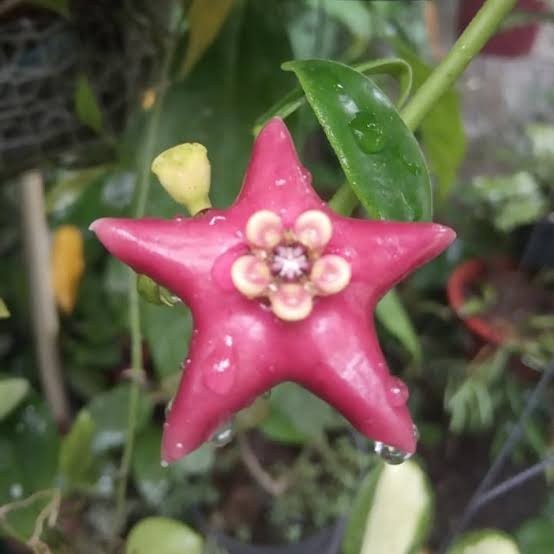 Tanaman Hoya Affinis 1 Meter Wangi