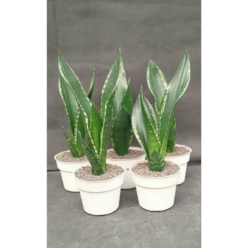 Sansevieria whitney remaja paket 5 pot