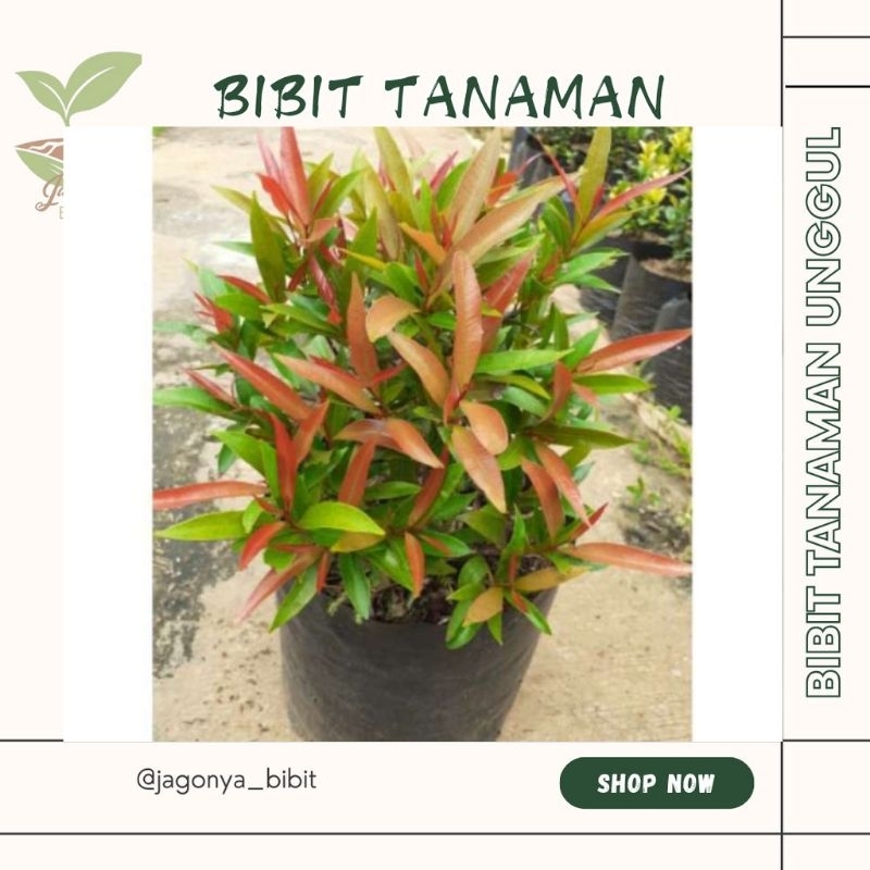 

PUCUK MERAH SUPER BELI( 5 FREE 1)