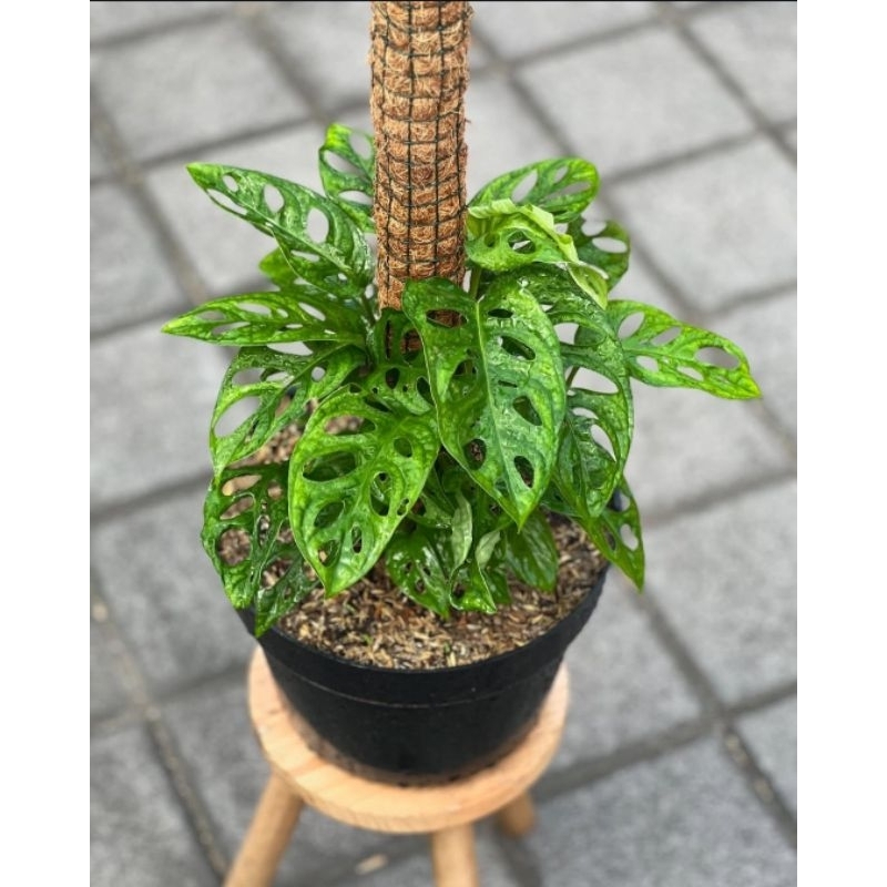 monstera acuminata - Tanaman hias hidup monstera acuminata