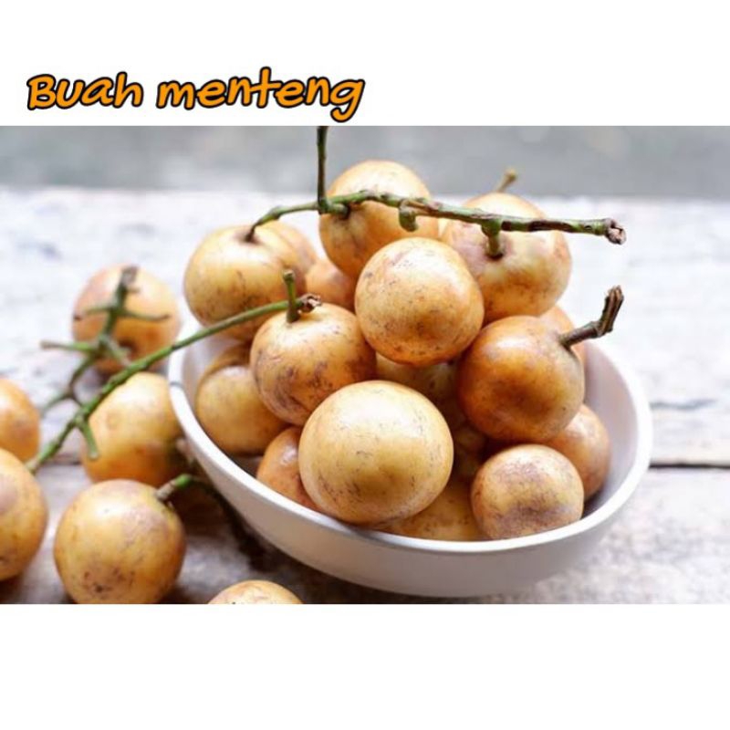 

Buah Menteng 1 kilo buah Langsat buah langka buah musiman