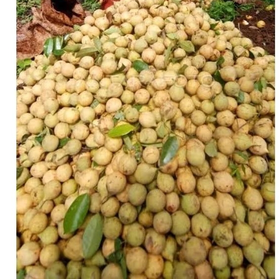 

Buah pala segar 1kg Langsung petik