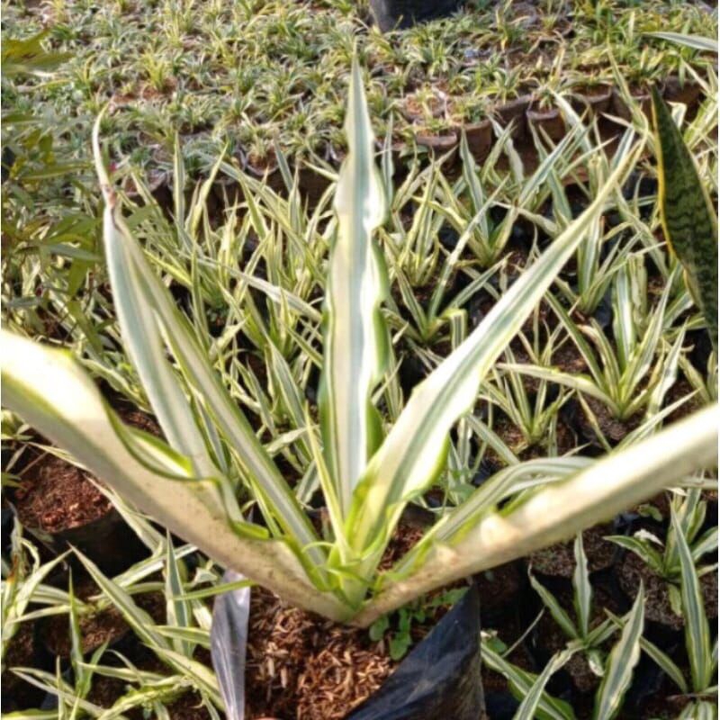 Tanaman Hias Agave Putih/Agave Gigantea