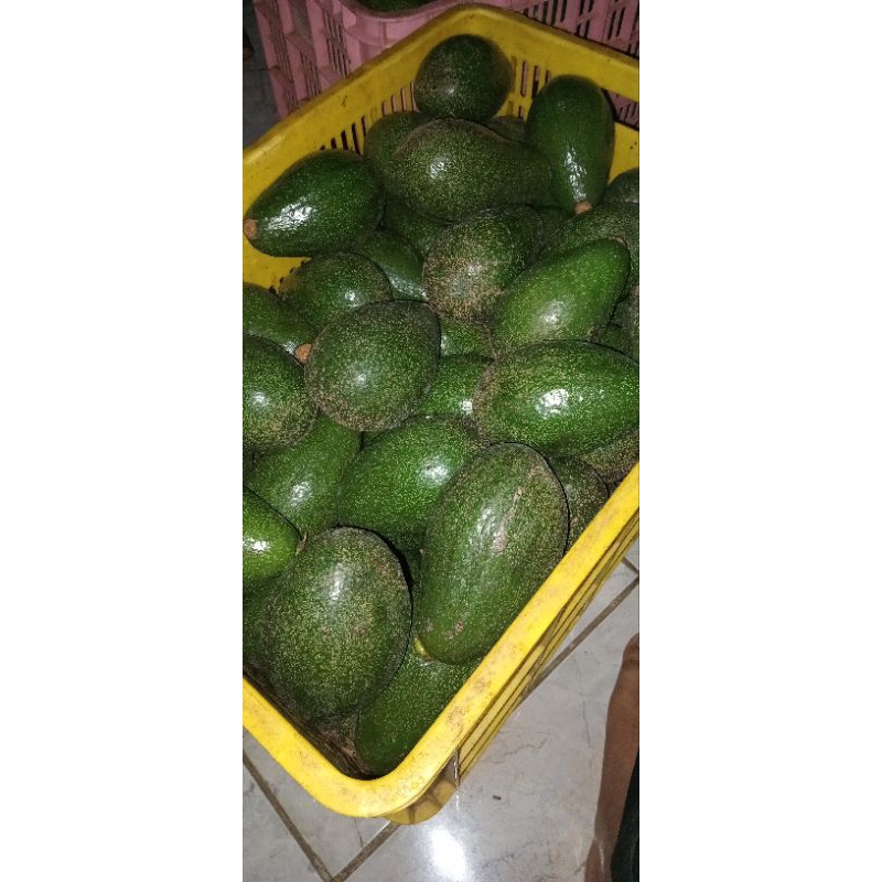 

alpukat mentega per 1kg