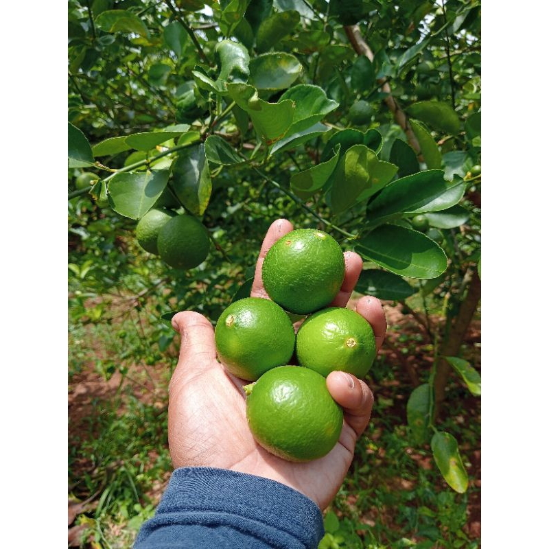 

JERUK NIPIS ORIGINAL FRESH