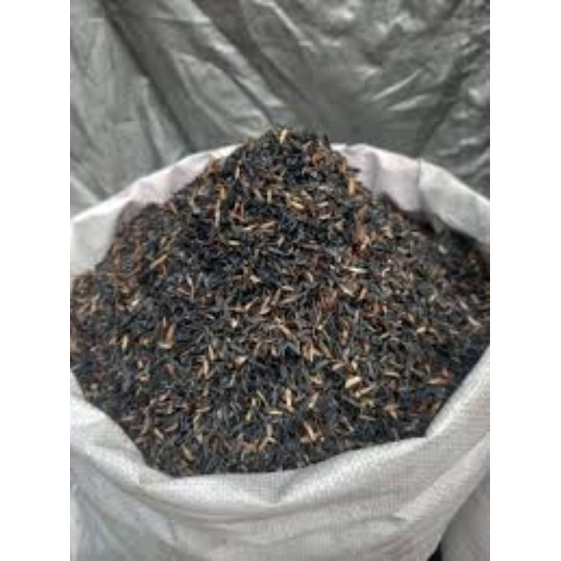 SEKAM BAKAR 1 KARUNG