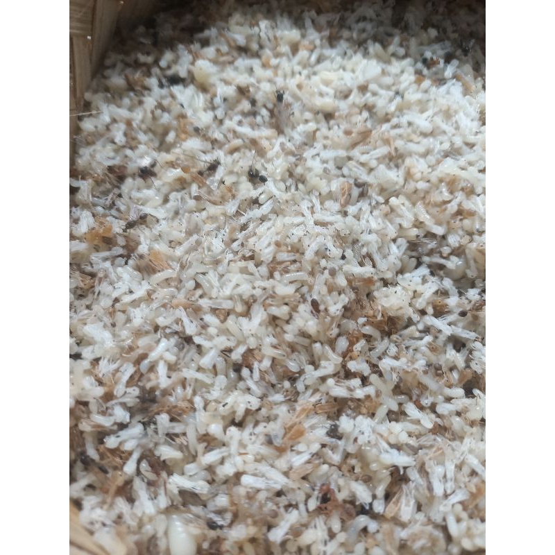 Kroto jawa kroto jawa super kroto bersih