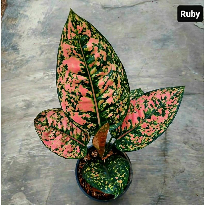 Aglonema Ruby Compacta