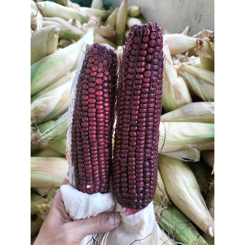

jagung ungu | jagung ketan ungu