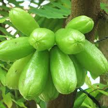 BIBIT BELIMBING WULUH SIAP BERBUAH