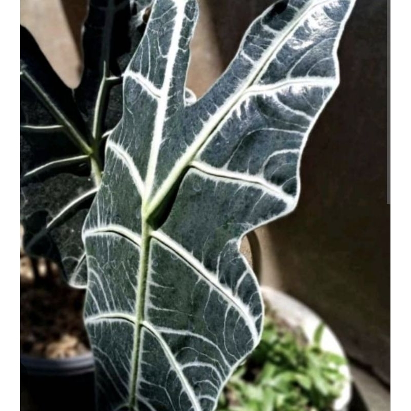( BISA COD ) Tanaman Hias Keladi Amazon Atau Keladi Tengkorak Tanaman Hidup Alocasia Amazonica / Bun