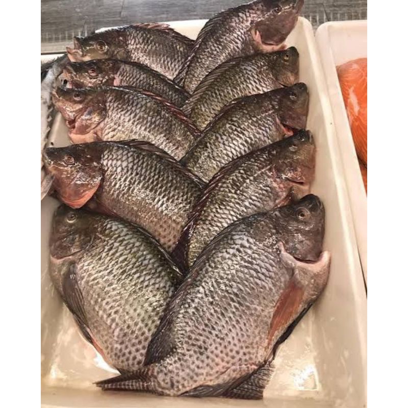 

Ikan Mujaer Segar 500 gr