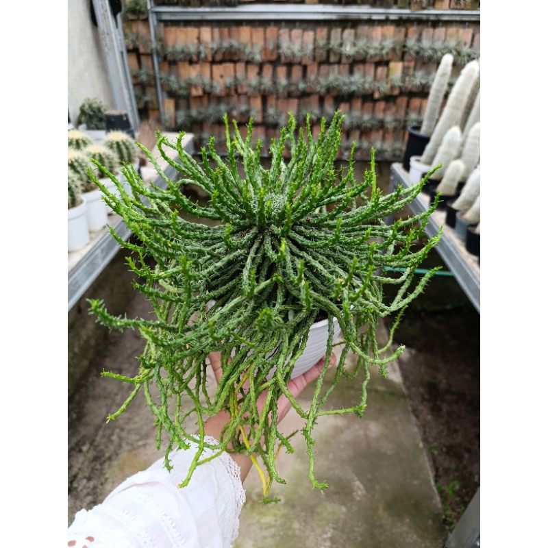 Kaktus Euphorbia Caput Medusa | Dp 17cm | TANAMAN HIAS