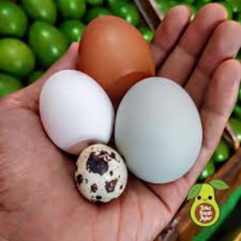 

telur segar