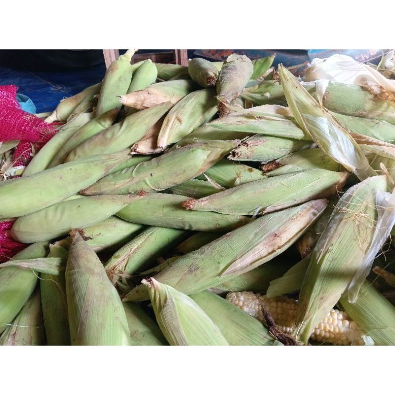 

Jagung Manis / jagung super Satuan