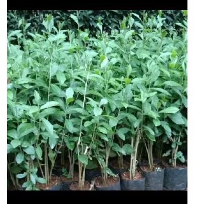 PROMO TANAMAN HIAS LEKWANYEW 40-50CM SUDA BERAKAR ISI 5 BATANG