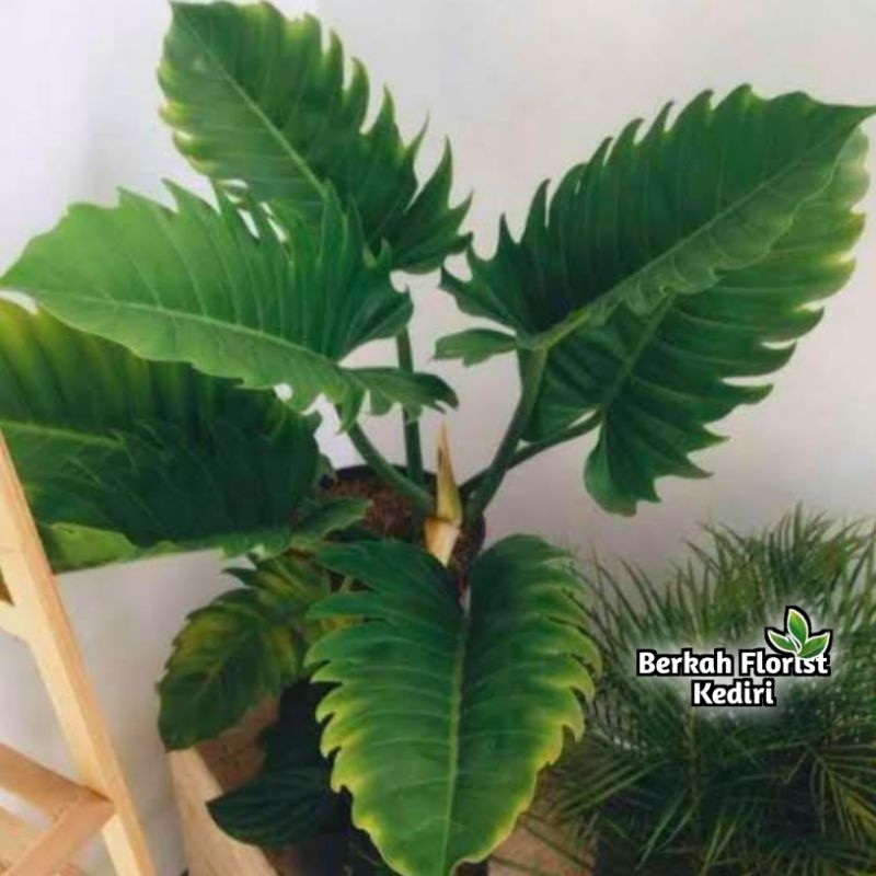 (New) Philo Green Saw / Philo Gergaji - Tanaman Hias hidup