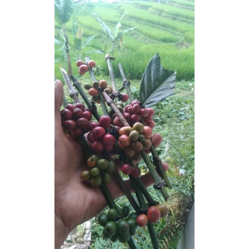 

Buah kopi matang dengan tangkai