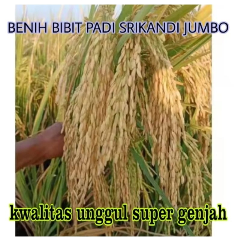 BENIH BIBIT PADI SRIKANDI JUMBO KUALITAS UNGGUL SUPER GENJAH 5KG