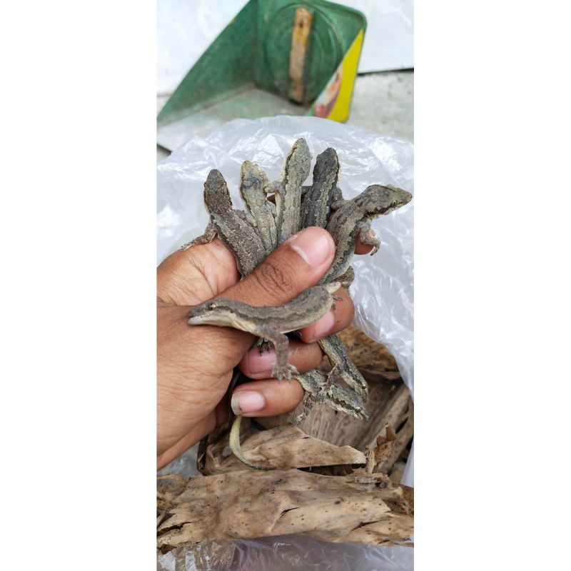 CICAK HIDUP PAKAN ( REPTILE,IKAN,BURUNG )