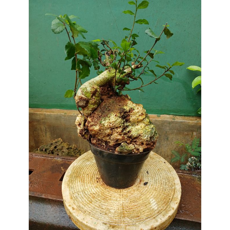 Bonsai serut medium on the rock