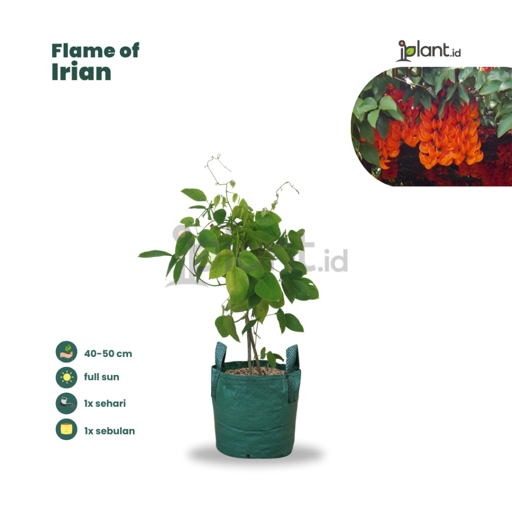 Flame Of Irian