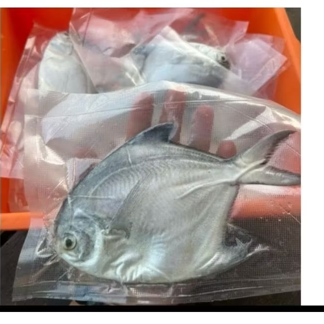 

IKAN BAWAL PUTIH FRES TINGGI PROTEIN1/4/250GRAM