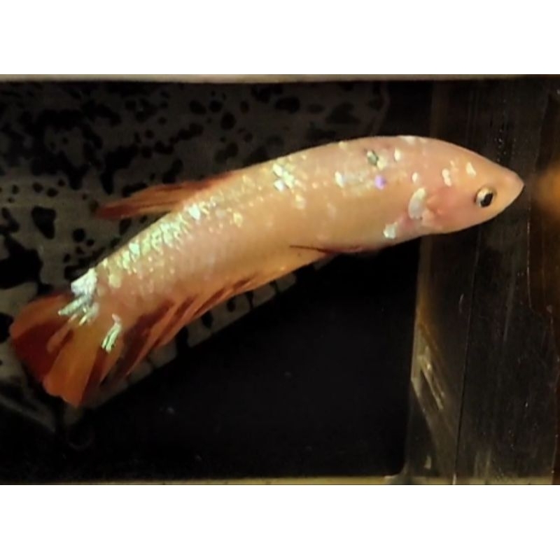 

CUPANG GIANT FM (BETINA) LEOPARD BO 5