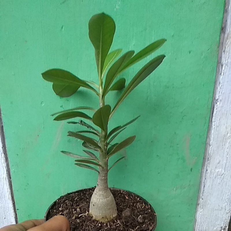 adenium arabicum bunga merah/Kamboja jepang