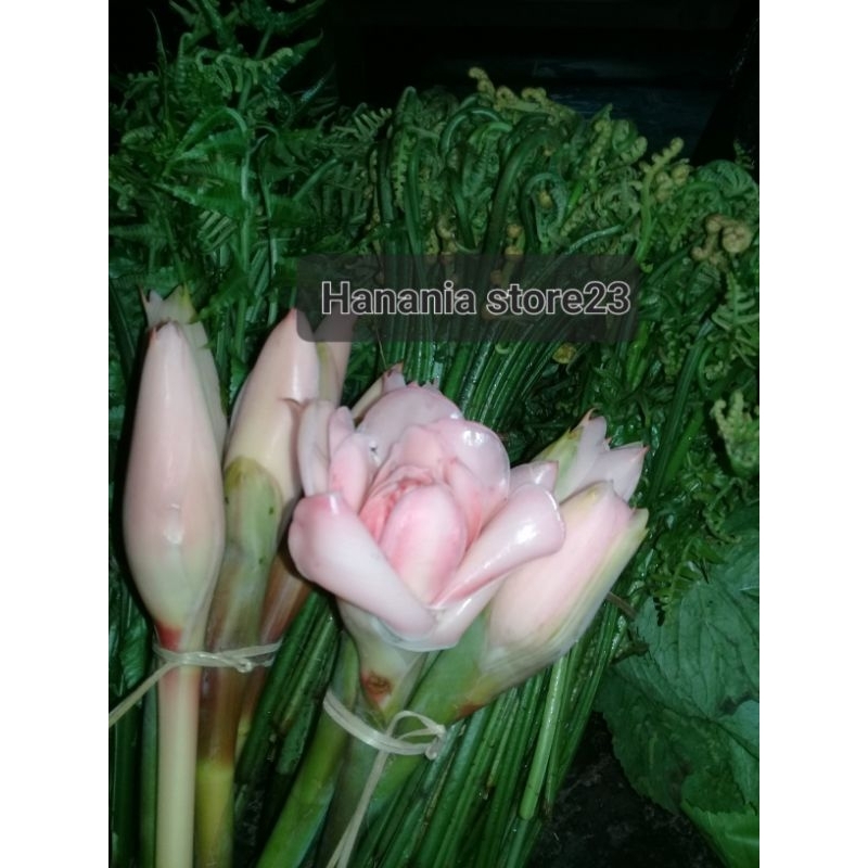 

pakis sayur freshh sgar cocok untuk ditumis