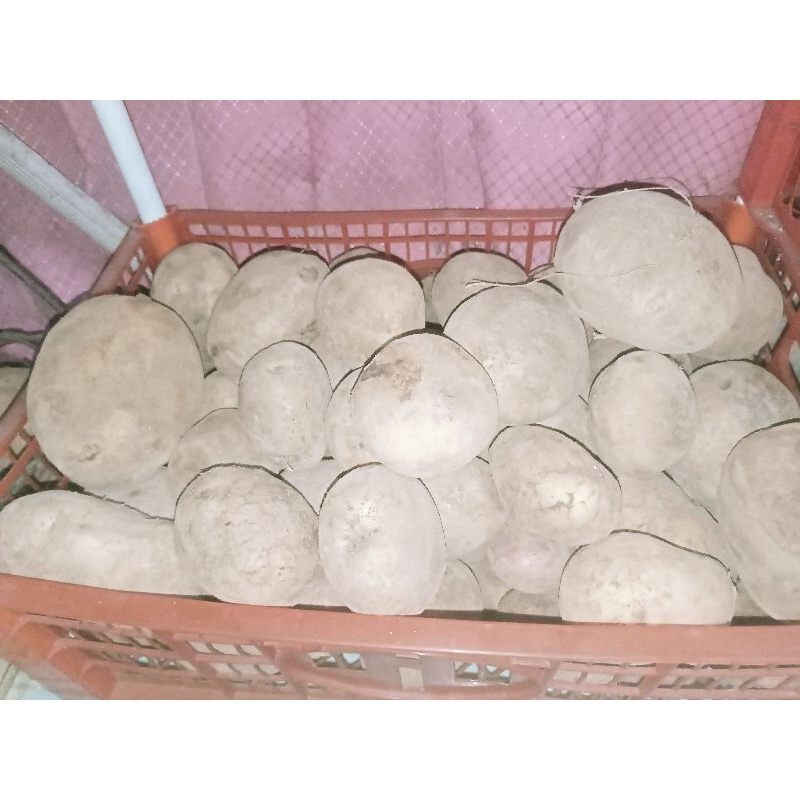 

Kentang Pasuruan 1KG (1000GRAM)